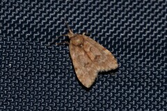 Scaphidriotis xylogramma