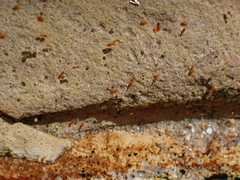 Entomobrya atrocincta