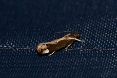 Chaliniastis astrapaea