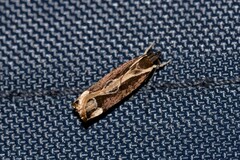 Chaliniastis astrapaea