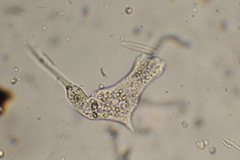 Amoebidae