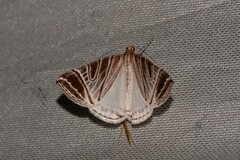 Phrataria replicataria