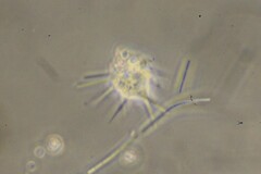 Amoebidae