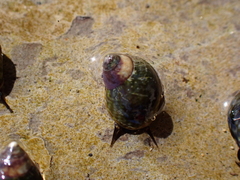 Littorina scutulata