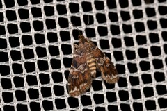 Elophila difflualis