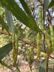 Acacia complanata