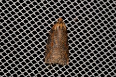 Cryptoptila australana