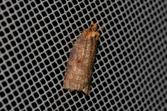 Cryptoptila australana