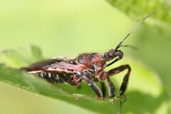 Apiomerus floridensis