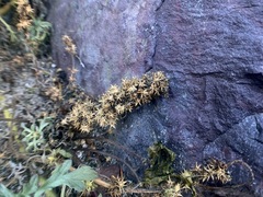 Ambrosia acanthicarpa