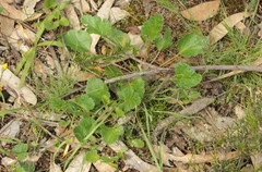 Pelargonium rodneyanum