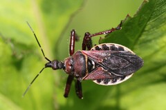 Apiomerus floridensis