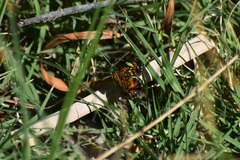 Phyciodes phaon phaon