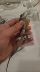 Anolis cristatellus