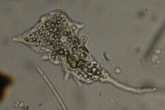 Amoebidae