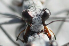 Ellipsoptera hirtilabris