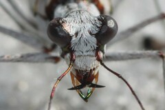 Ellipsoptera hirtilabris