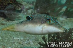 Canthigaster compressa
