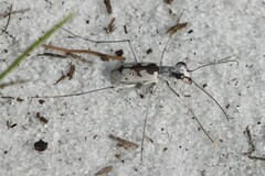 Ellipsoptera hirtilabris