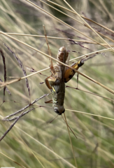 Melanoplus differentialis