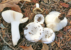 Russula perlactea