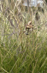 Melanoplus differentialis