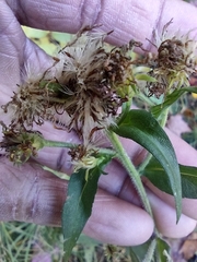 Symphyotrichum puniceum