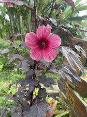 Hibiscus acetosella