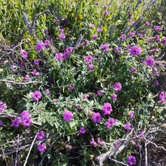 Glandularia canadensis