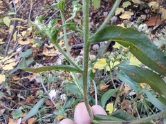 Symphyotrichum puniceum