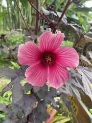 Hibiscus acetosella