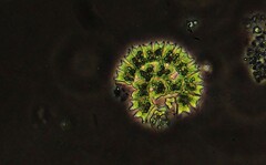 Hydrodictyaceae