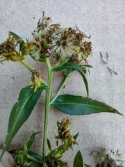 Symphyotrichum puniceum