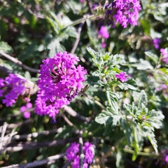 Glandularia canadensis