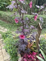 Hibiscus acetosella
