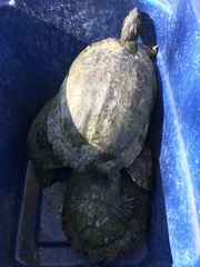 Pseudemys texana