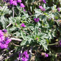 Glandularia canadensis