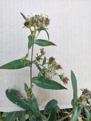 Symphyotrichum puniceum