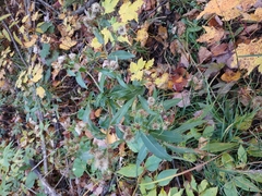 Symphyotrichum puniceum