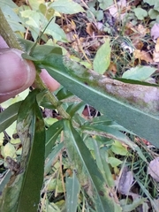 Symphyotrichum puniceum
