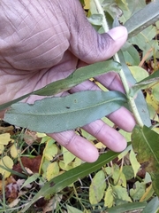 Symphyotrichum puniceum