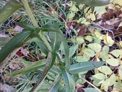 Symphyotrichum puniceum