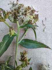 Symphyotrichum puniceum