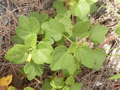 Triumfetta procumbens