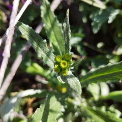 Senecio picridis