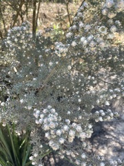 Leptospermum lanigerum