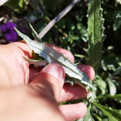 Senecio picridis