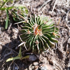 Echinofossulocactus