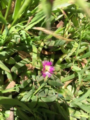 Carpobrotus modestus