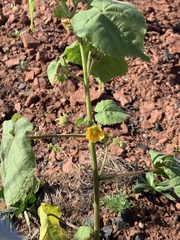 Abutilon theophrasti